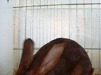 DSC06036  Wouldn&#39;t you love to have a bunny?