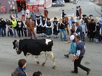 DSC06052  There were costumes in and alongside the parading cows
