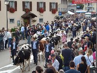 DSC06055  Herd after herd came through the town