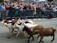 DSC06076  Goats pretending to be cows