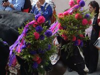 DSC06100  Flagship cows