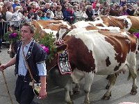 DSCN9740  A knot of bovines