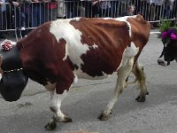 DSCN9746  &#34;When do we get to the barn?&#34;