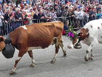 DSCN9747  &#34;I just want to lay down and ruminate.&#34;