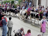 DSCN9777  Black and white cows