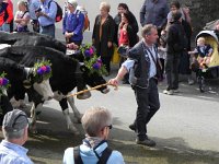 DSCN9780  The heifers don&#39;t want to be left behind!
