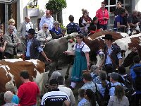DSCN9816  When the big cows came through they were like a flotilla, filling the road