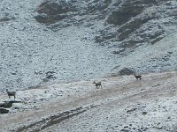 DSCN2192  Some ibex above us.