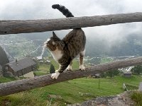 20140902 093952  where you are greeted by a cat.