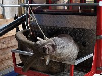 DSC01011  We were a bit shocked to see a dead ibex come down on the lift.