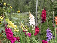 DSCN2229  Summer gladiolas in the valley,