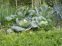 DSCN2230  and great looking vegetable gardens-how do they do it?!
