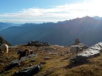 20140903 082554  They like the level grazing around the hut