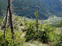 DSC01058  but the larches are regrowing.