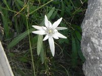 DSCN2309  A huge edelweiss blossom