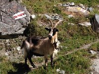 IMG 0600  My back up buck!