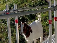 IMG 0602  but she is followed