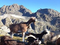 IMG 2479  The goats come to sniff us out!