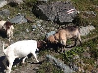 IMG 2499  Practice for Billy Goats Gruff