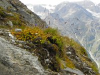 DSCN2370  Plants hanging on