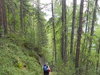 DSCN2378  Down through the forest