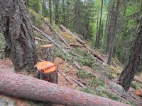 DSCN2379  past some active management