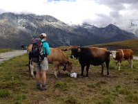 IMG 0563  Communing with the bovines down in the Zinal ski area