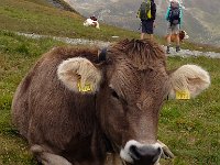 IMG 0567  Like a plush toy animal..