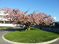 20140415 084437  15 April: an old apple tree in full bloom at UniL
