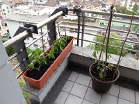 20140427 183643  Farming basil and tomatos on the balcony