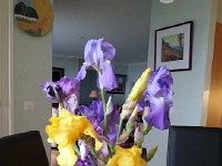 20140430 074351  Iris season in Montreux 30 April