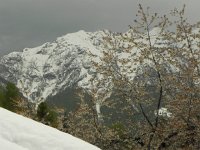 DSCN1313  flowering trees in the snow