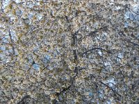 DSCN1322  and the flowering trees