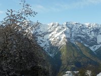 DSCN1323  against the snowy mountains