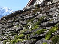 DSCN1336  Mossy roof in the village of Verdasio