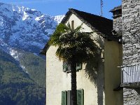 DSCN1337  At 700 m AMSL, there were palms