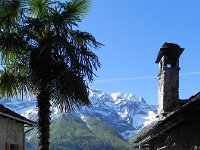 DSCN1340  More palms