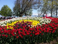 Flower art  The colors are so intense