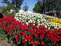 Flower art  You nearly want to dive into them