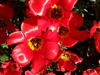 20140413 161334  One can nearly feel the waxy petals