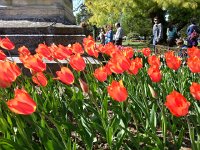 20140413 161643  Phototropism seemed pronounced