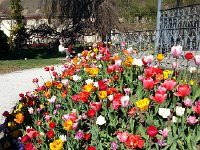 20140413 163152  Around the bandstand more than just tulips