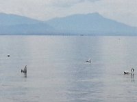 20140807 142120  Swans feed in the most undignified manner
