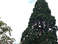 20140807 143412  A Sequoia on campus (see person beneath for scale)