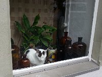 20140809 100601  A kitty in the window!