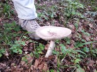 20140810 174811  Later in the day a hike around le Cubly with fungi going wild!