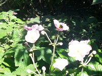 20140828 122609  28 August - sun comes out in Bern...