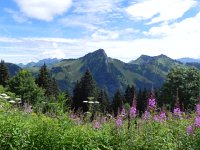 DSCN1910  Dent de Corjon and flowers