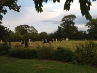 IMG 0431  Neighboring cows