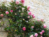 IMG 0436  Climbing roses